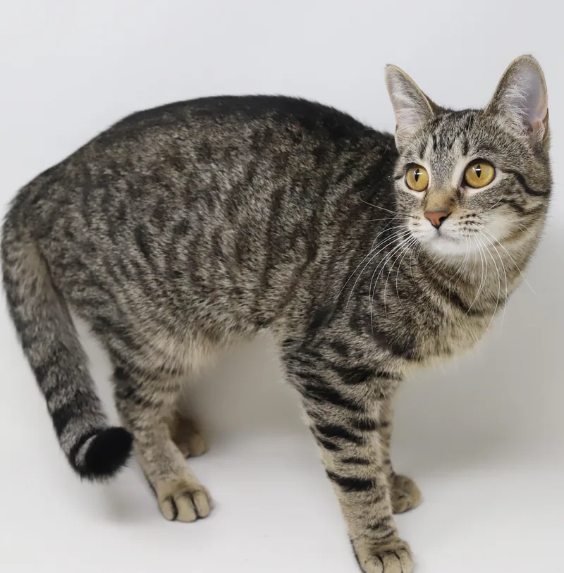 Mimi Is A Gentle thumbnail 6