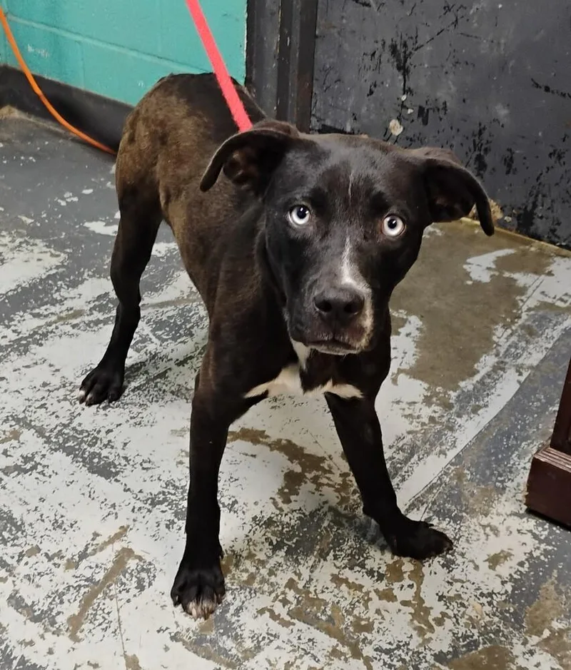 A baby medium-sized male Labrador Retriever dog named Tiny for adoption in New Lexington, OH