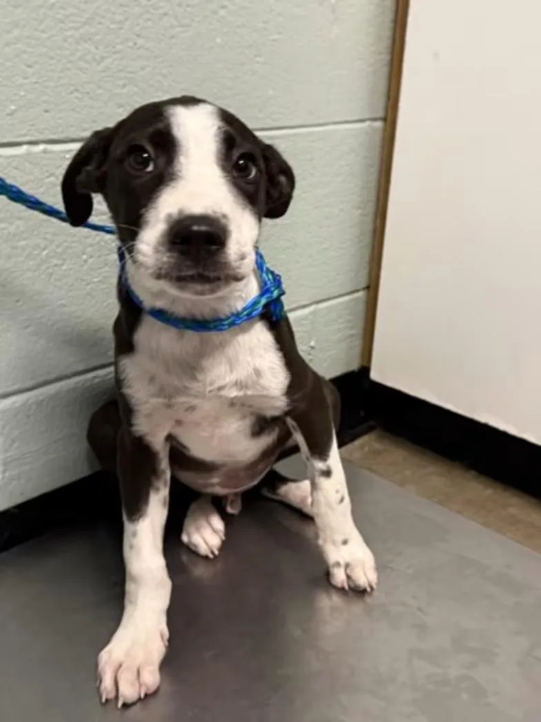 A baby medium-sized male Pit Bull Terrier dog named Mikey for adoption in Red Bluff, CA