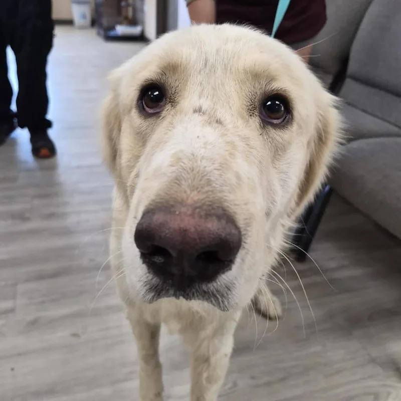 An adult large-sized male White / Cream Great Pyrenees dog named Stone Cold Steve Austin for adoption in Cleveland, MS