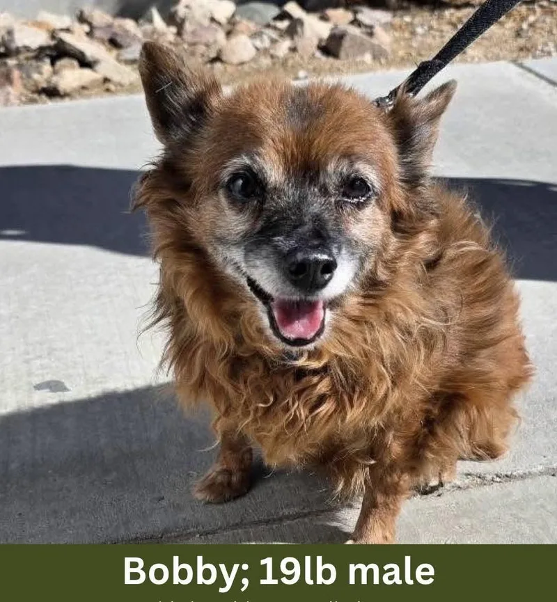 Bobby thumbnail 4
