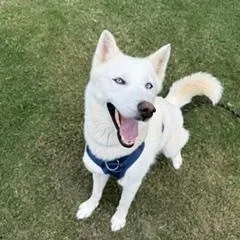 A young medium-sized female White / Cream Husky dog named Juniper for adoption in Waxhaw, NC