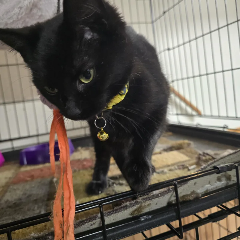 A young medium-sized female Black Domestic Short Hair cat named Katie Killjoy for adoption in Allison Park, PA