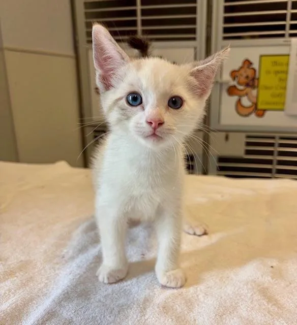 A baby medium-sized female White Domestic Short Hair cat named Shenoah for adoption in Winter Haven, FL