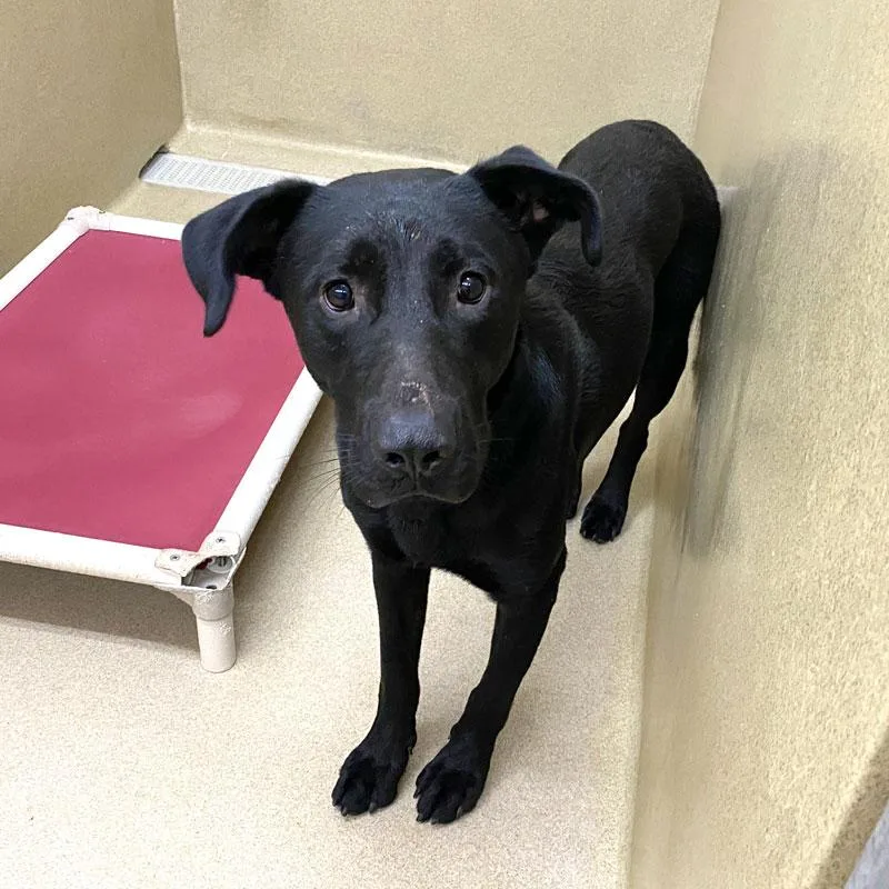 An adult large-sized male Black Labrador Retriever dog named Yoshi for adoption in Monroe, GA