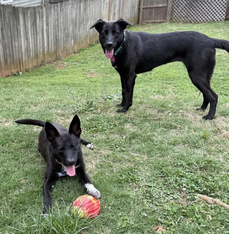 An adult medium-sized male Mixed Breed dog named Jack for adoption in Dunwoody, GA