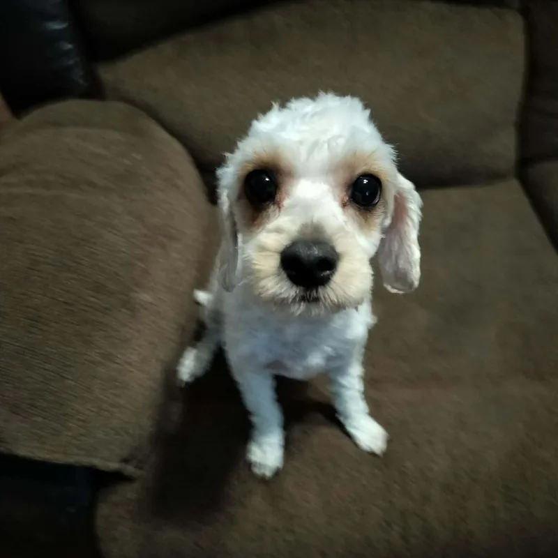 An adult small-sized female White / Cream Cavachon dog named Minnie for adoption in Harlem, GA