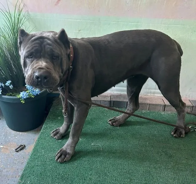 An adult medium-sized female Cane Corso dog named Darla for adoption in Baldwin Park, CA