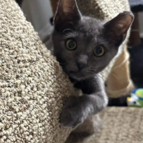 A young small-sized male Gray / Blue / Silver Domestic Short Hair cat named Patrick for adoption in Seven Valleys, PA