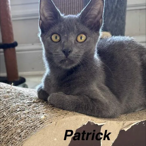 Patrick thumbnail 4