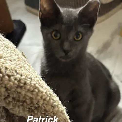 Patrick thumbnail 5