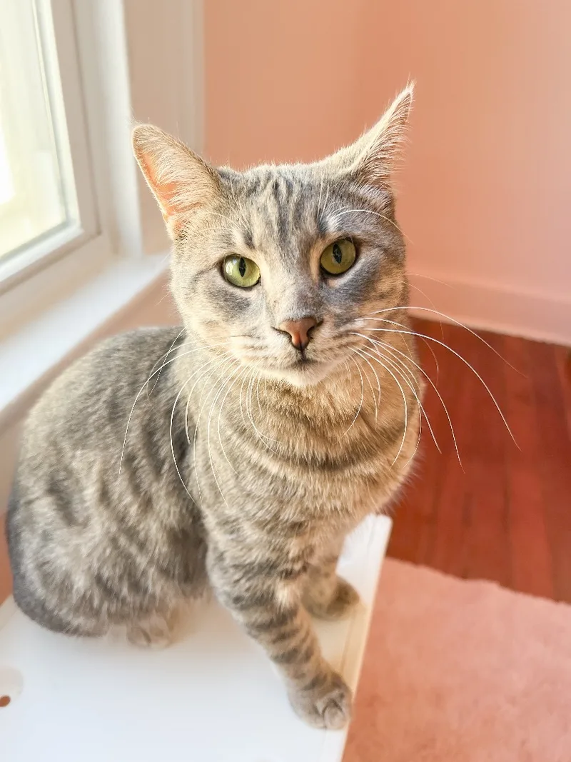 An adult medium-sized male Tabby cat named Ziggy for adoption in New Orleans, LA