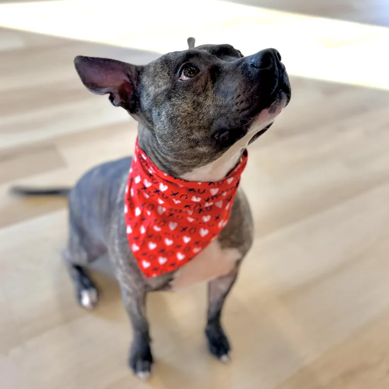 Buster thumbnail 2