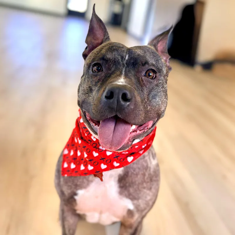 A young medium-sized male American Staffordshire Terrier dog named Buster for adoption in Prior Lake, MN