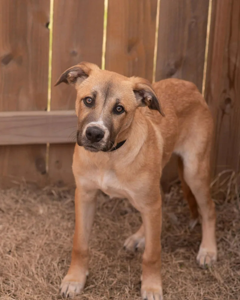 A young medium-sized male Shepherd dog named Axel for adoption in Southaven, MS