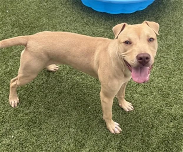 A young small-sized female Shar-Pei dog named Kiya for adoption in Toledo, OH