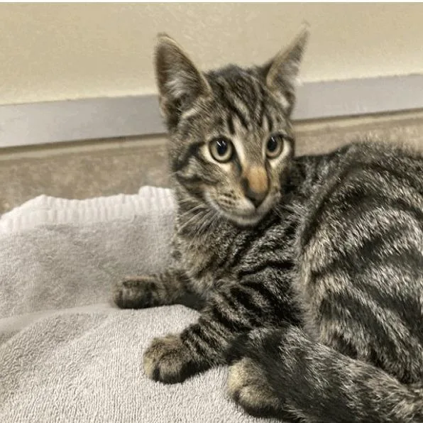 A baby small-sized male Brown / Chocolate Domestic Short Hair cat named Ceviche for adoption in Buellton, CA
