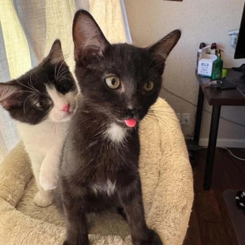 A baby small-sized male Black Domestic Short Hair cat named Hershey for adoption in Antioch, CA