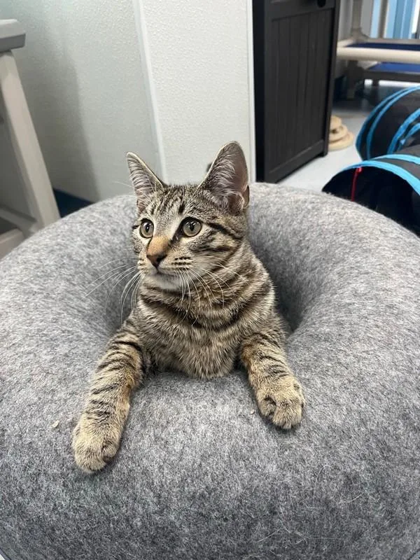 A young small-sized male Domestic Short Hair cat named Phillip for adoption in Skillman, NJ
