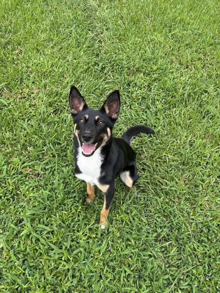 A young medium-sized female Brown / Chocolate German Shepherd Dog dog named Belle for adoption in Brewster , NY