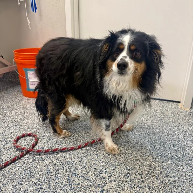 An adult large-sized male Black Border Collie dog named Lucky for adoption in Great Falls, MT