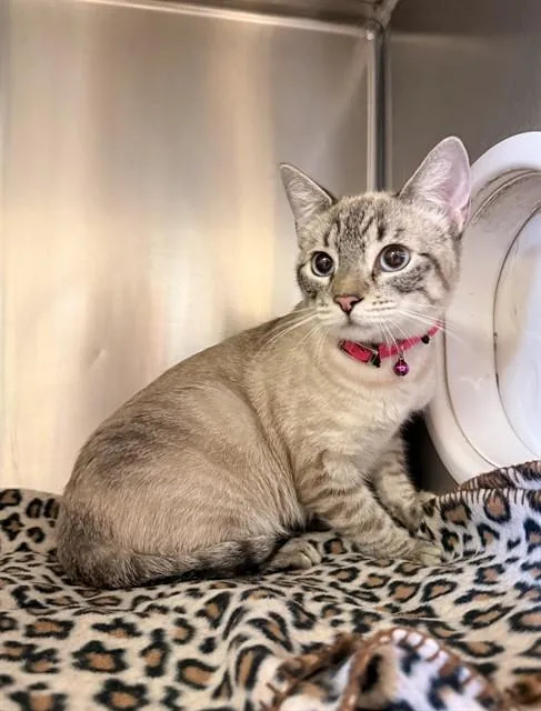 A young medium-sized female Domestic Short Hair cat named Ellie for adoption in Castaic, CA