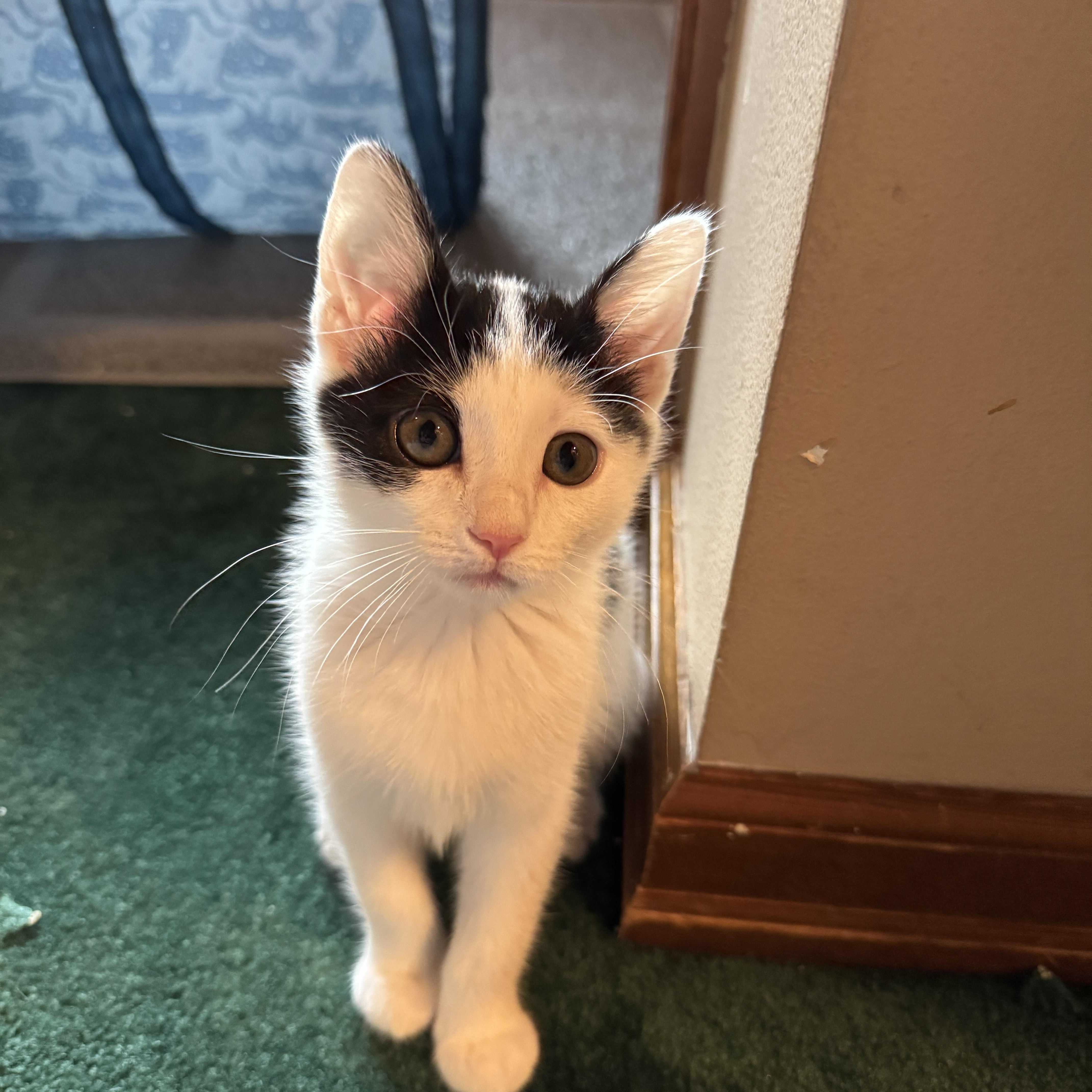 A baby medium-sized female Black & White / Tuxedo Domestic Short Hair cat named Frankie for adoption in Woodinville, WA