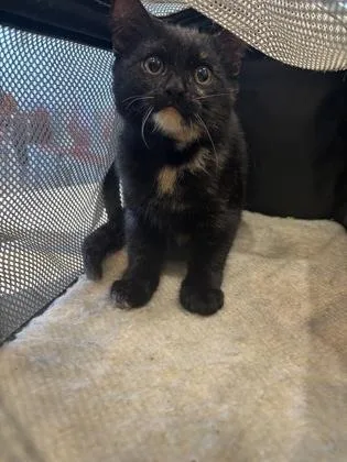 An adult small-sized female Domestic Short Hair cat named Coraline for adoption in Fishers, IN