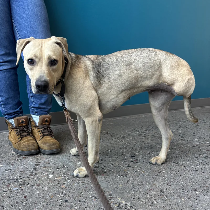 An adult medium-sized female Labrador Retriever dog named Willa for adoption in Phoenix, AZ