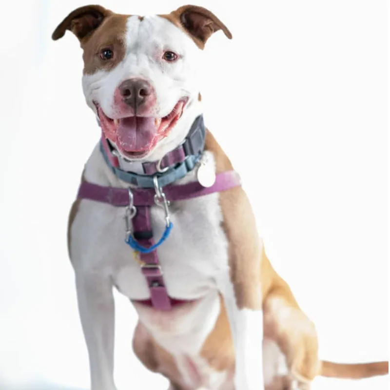 A senior large-sized male White / Cream Mixed Breed dog named Adam for adoption in Pittsburgh, PA