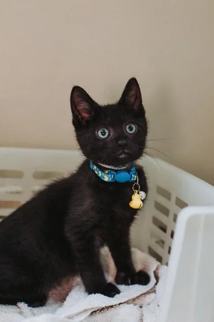 A young small-sized male Domestic Short Hair cat named A WindhamPetSmart West Ashley for adoption in North Charleston, SC