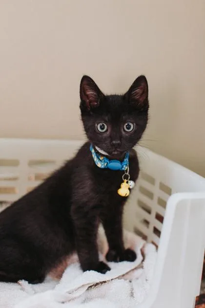 A WindhamPetSmart West Ashley thumbnail 2