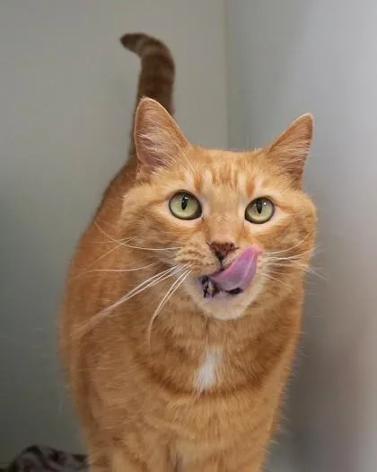 Piper Bea thumbnail 3