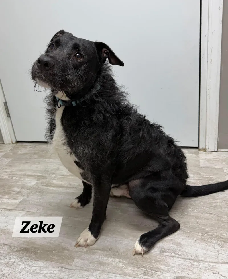 An adult medium-sized male Black Pit Bull Terrier dog named Zeke for adoption in Urbana, OH