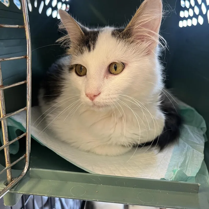 A baby small-sized male Domestic Long Hair cat named Bryan for adoption in Pasadena , MD