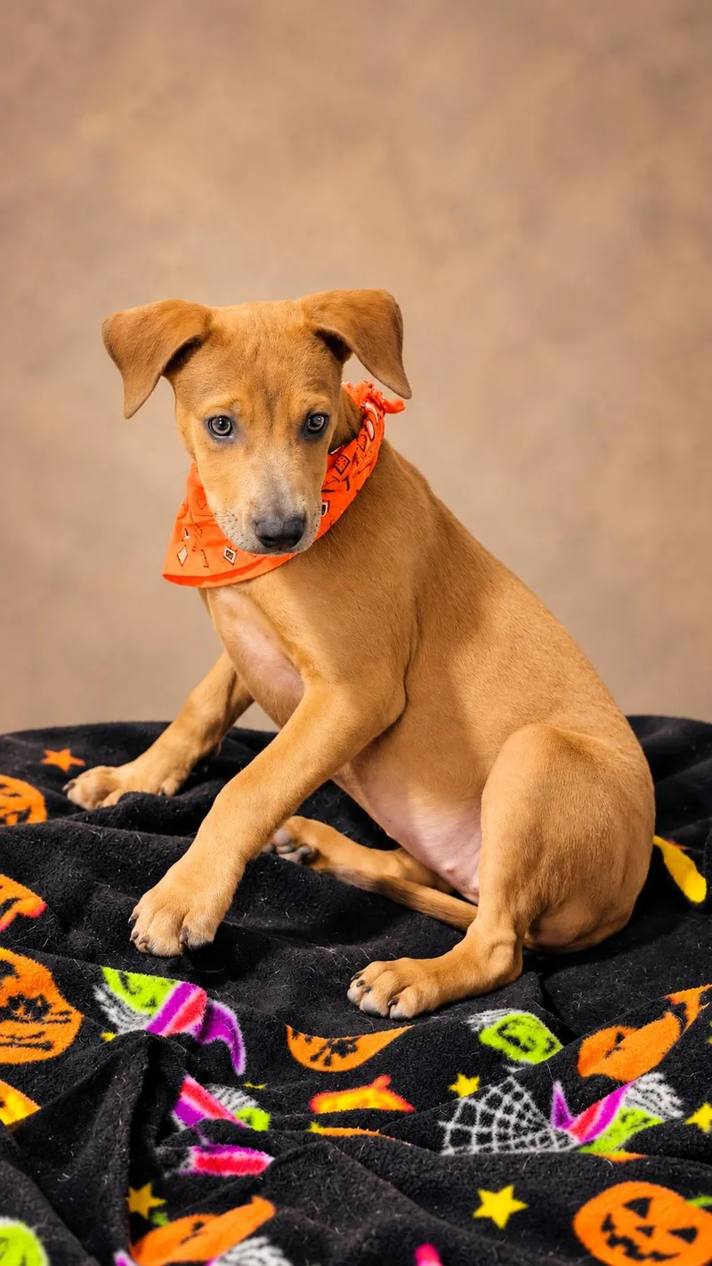 A baby medium-sized female German Pinscher dog named Chrissy for adoption in Nahunta, GA