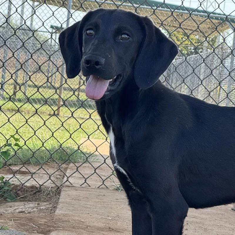A baby small-sized female Hound dog named Keeley Jones for adoption in Winchester, TN