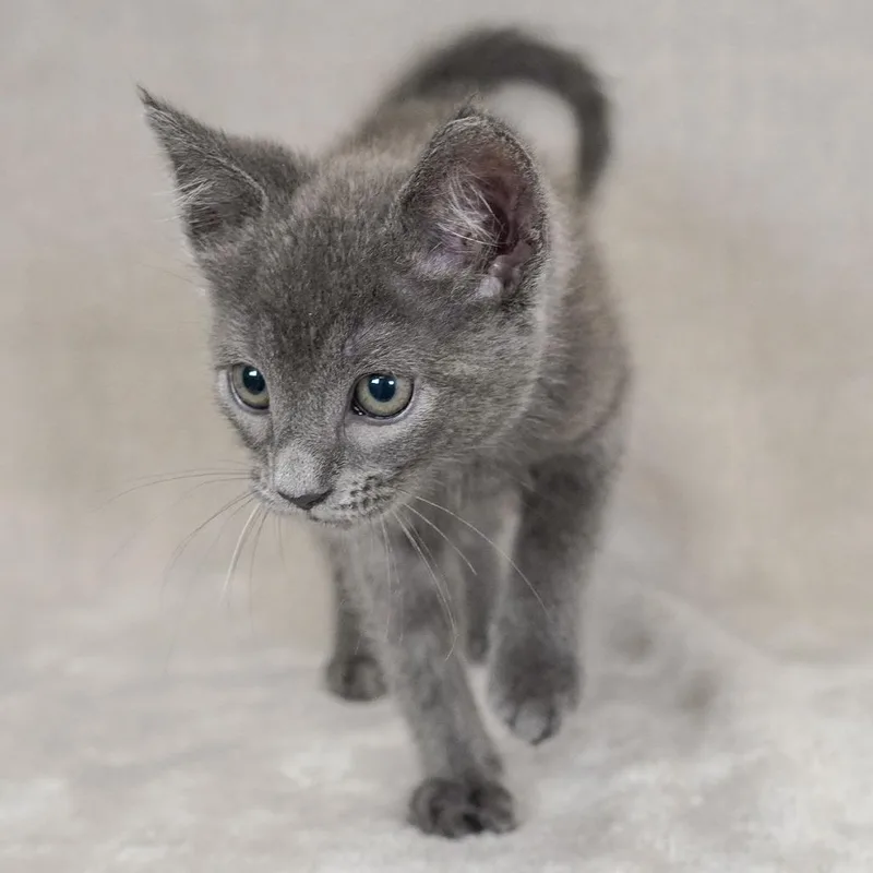 A baby small-sized female Gray / Blue / Silver Domestic Short Hair cat named April for adoption in Sunnyvale, CA