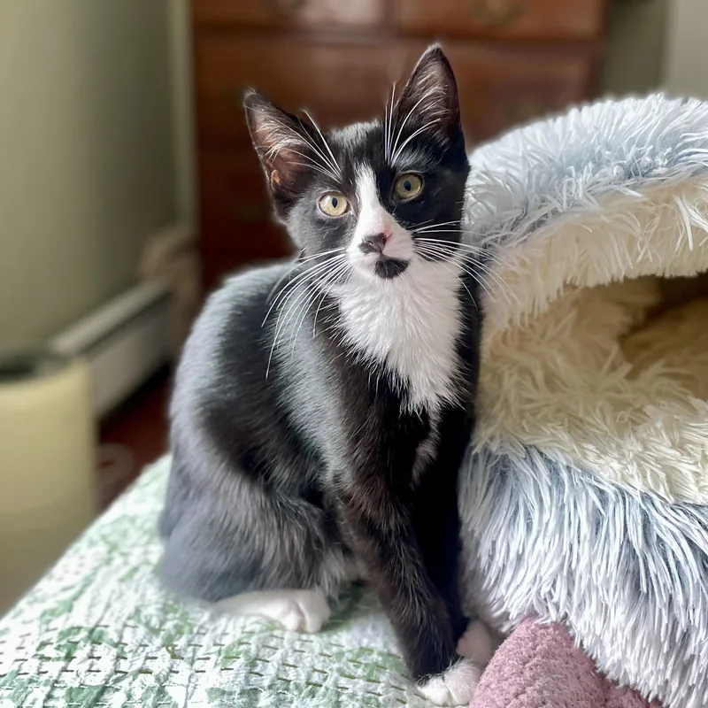 A baby small-sized female American Shorthair cat named Cece for adoption in Medford, MA