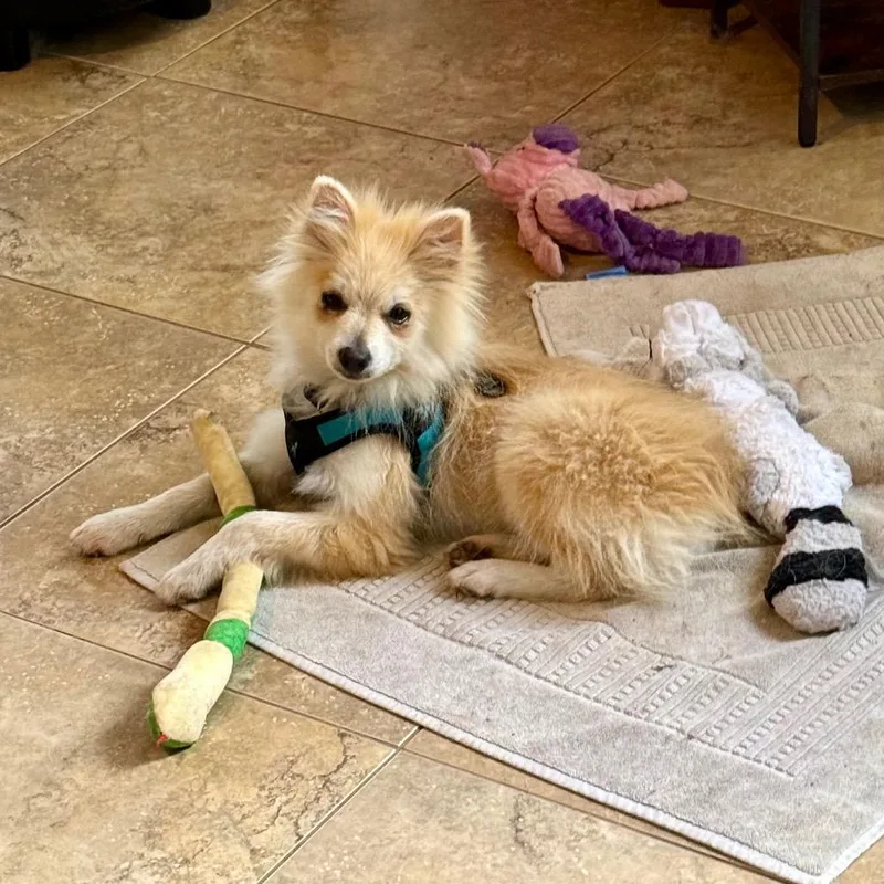 A baby small-sized male Pomeranian dog named Prescott for adoption in Sinking Spring, PA