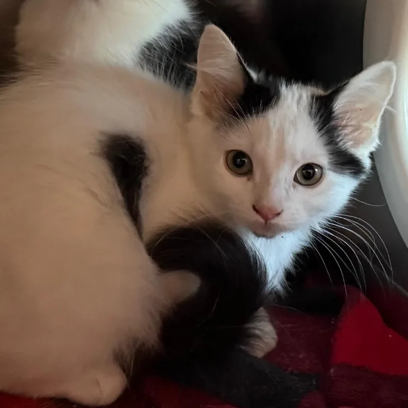 A baby small-sized female White Domestic Medium Hair cat named Cookie for adoption in Cedaredge, CO