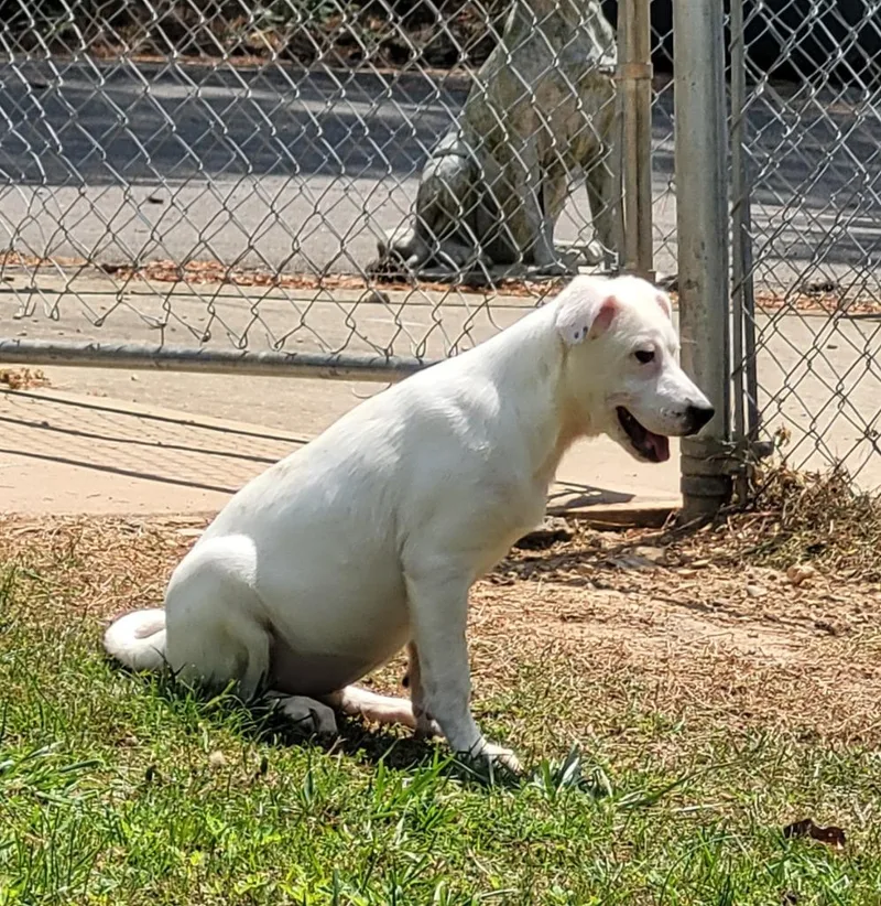 A baby small-sized female Mixed Breed dog named Pearl for adoption in Lawrenceburg, TN