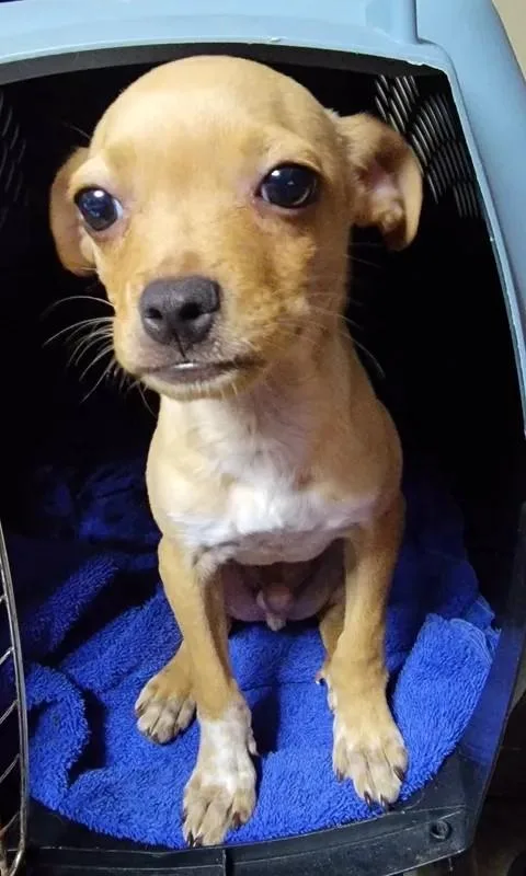 A young small-sized male Yellow / Tan / Blond / Fawn Chihuahua dog named Doyle for adoption in Van Alstyne, TX