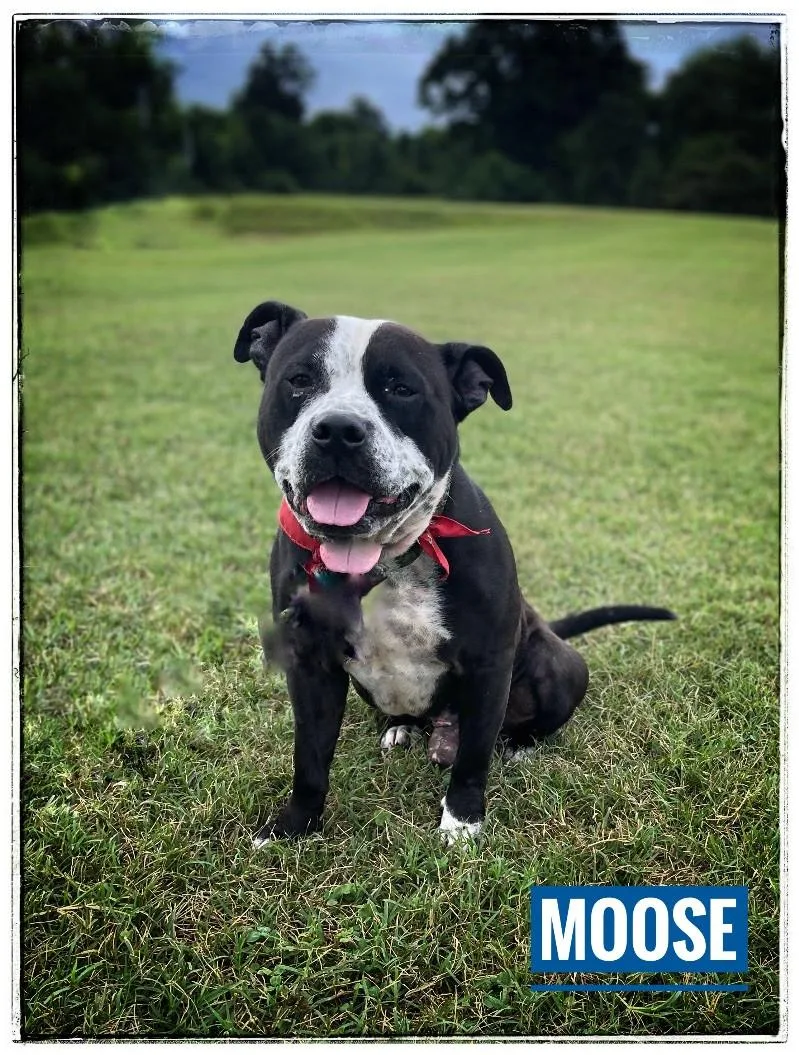 An adult large-sized male Black American Bulldog dog named MooseHodge for adoption in Maryville, TN