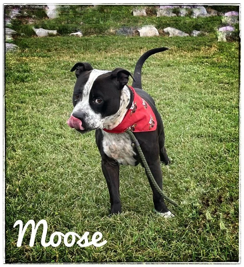 MooseHodge thumbnail 2