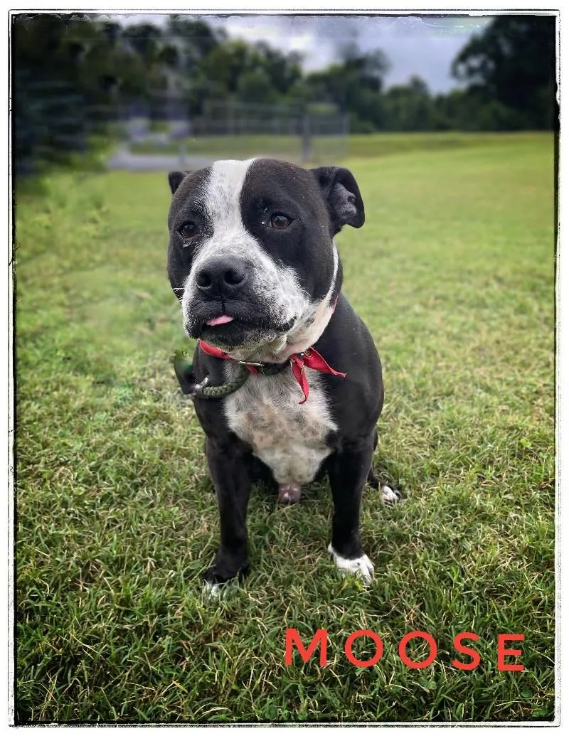 MooseHodge thumbnail 4