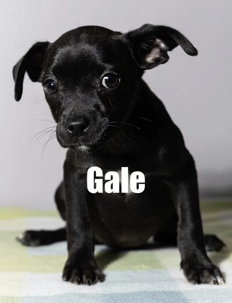 Gale