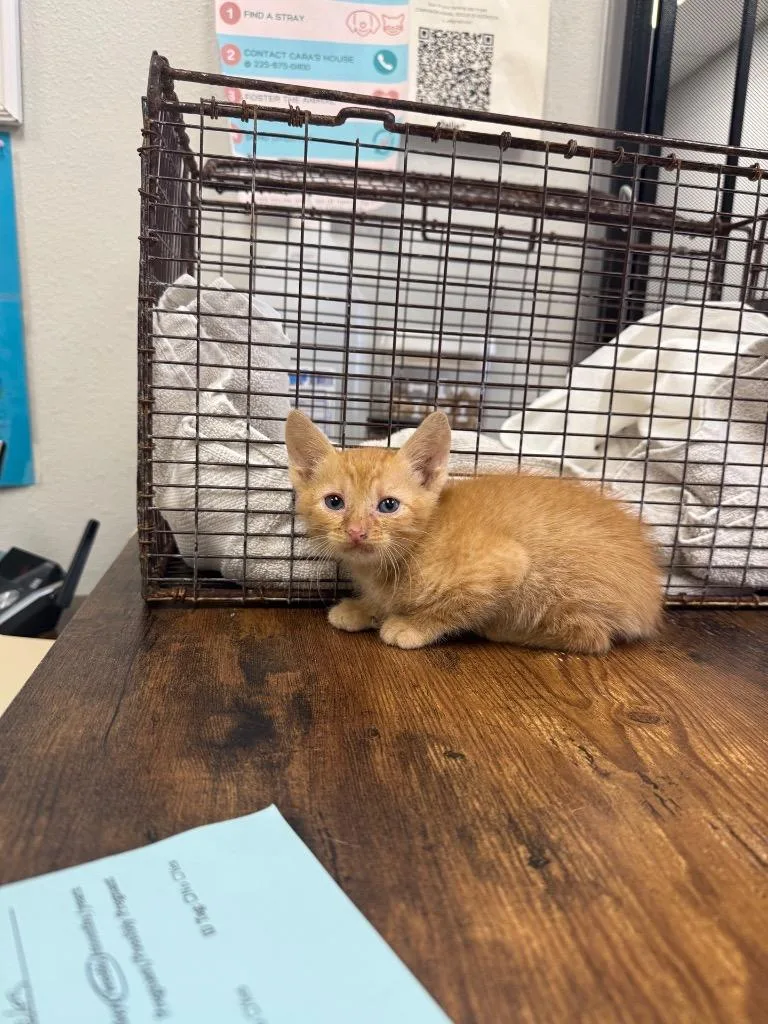 A baby medium-sized male Domestic Short Hair cat named Coop for adoption in Sorrento, LA