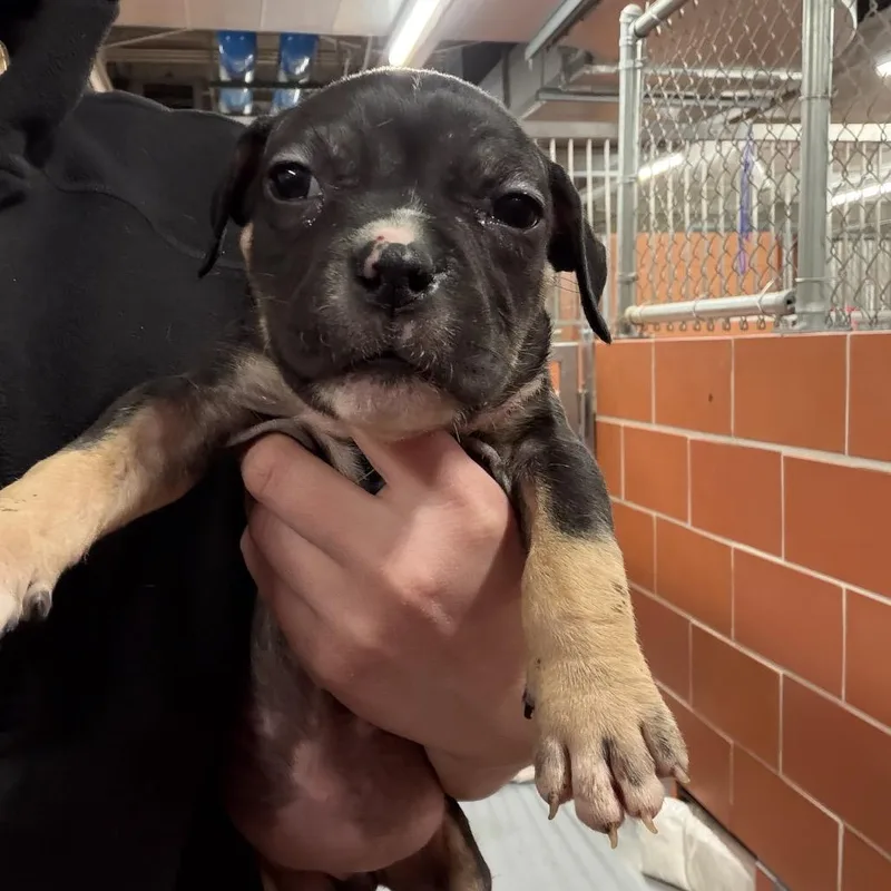 Monica ~ Coming Soon!!!