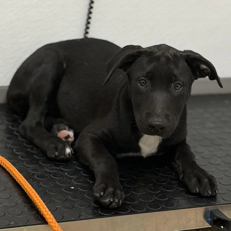 A baby medium-sized female Black Shepherd dog named Moonbear for adoption in Bullhead City, AZ